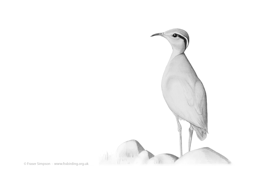 Cream-coloured Courser drawing © Fraser Simpson