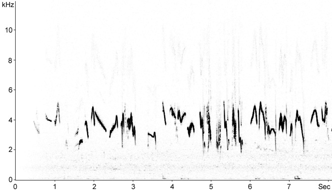 Sonogram of Crested Lark song