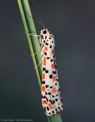 Crimson Speckled (Utetheisa pulchella)  Fraser Simpson