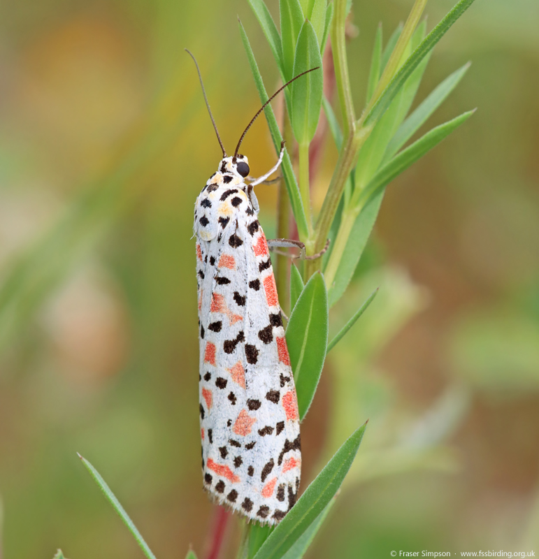 Crimson Speckled (Utetheisa pulchella) © Fraser Simpson