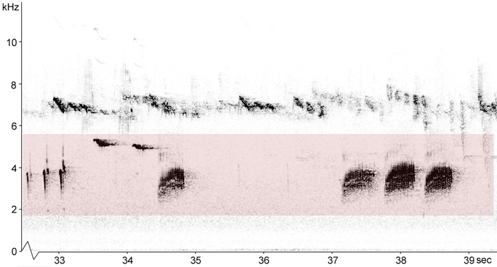 Sonogram of Common Crossbill vocalisations
