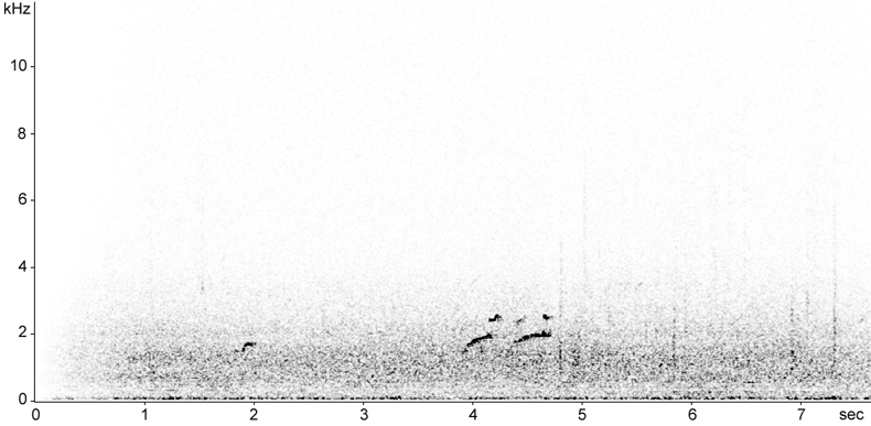 Sonogram of Curlew calls in flight at night