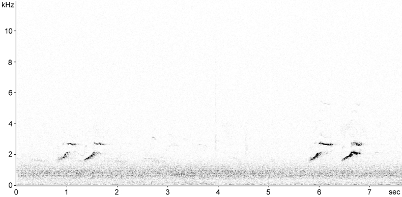 Sonogram of Eurasian Curlew calls in flight at night