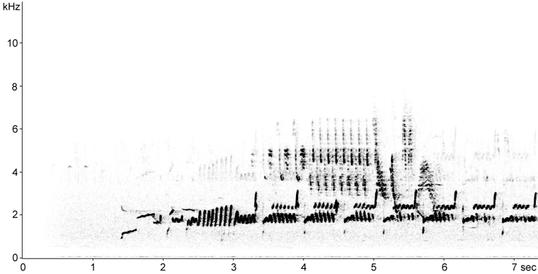 Sonogram of Curlew song