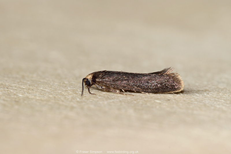 Dark Ash Bud Moth (Prays ruficeps) © Fraser Simpson