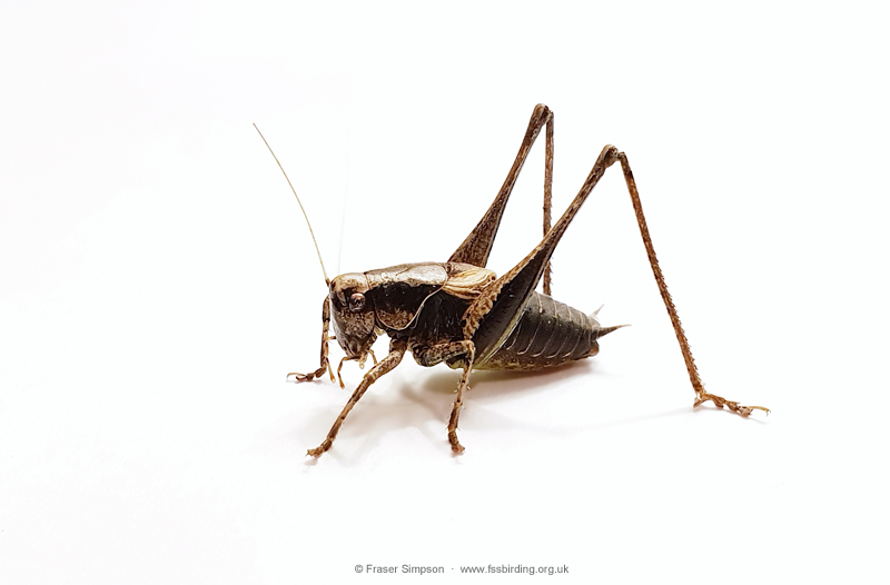 Dark Bush-cricket (Pholidoptera griseoaptera) © Fraser Simpson