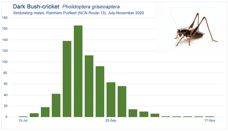 Dark Bush-cricket (Pholidoptera griseoaptera) counts of stridulating males July-November 2020 � Fraser Simpson
