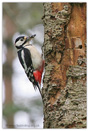 Great Spotted Woodpecker � Fraser Simpson