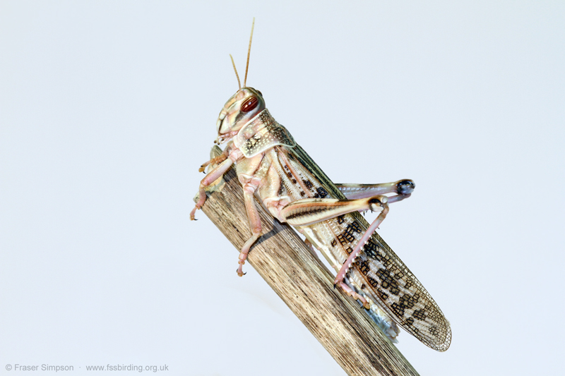 Desert Locust (Schistocerca gregaria) © Fraser Simpson