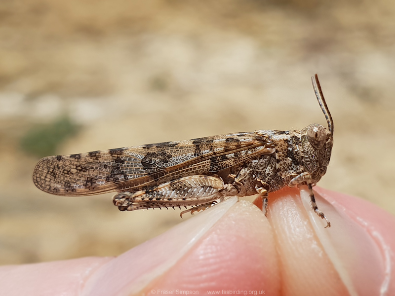 Desert Sand Grasshopper (Sphingonotus rubescens) © Fraser Simpson