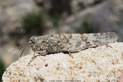 Desert Sand Grasshopper (Sphingonotus rubescens)  Fraser Simpson