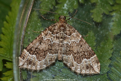 Devon Carpet�(Lampropteryx otregiata) � Fraser Simpson