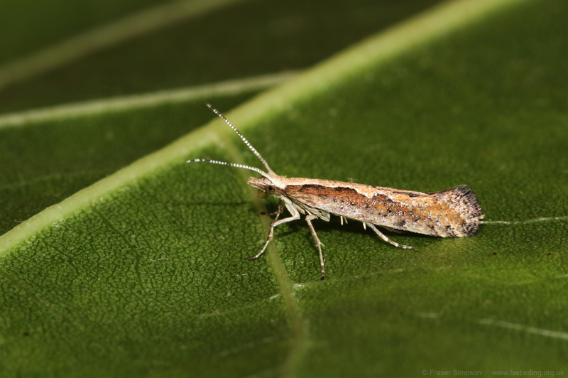 Diamond-back Moth (Plutella xylostella) © Fraser Simpson