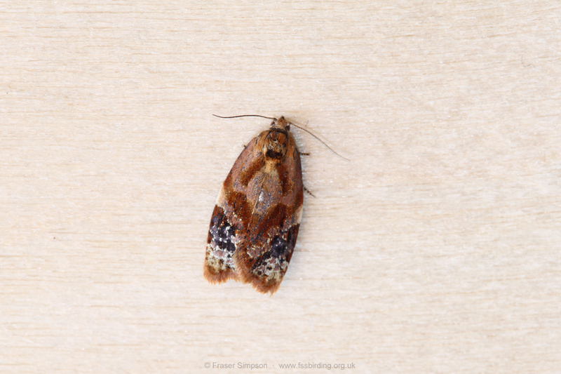 Red-barred Tortrix (Ditula angustiorana) © Fraser Simpson