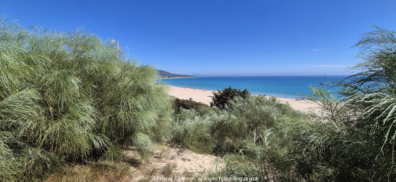 Duna de Bolonia, Andaluc�a, Spain, April 2026 � Fraser Simpson