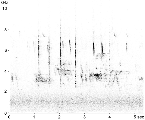 Sonogram of Dusky Warbler calls