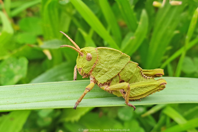 Earthling Stone Grasshopper (Euryparyphes terrulentus)  Fraser Simpson