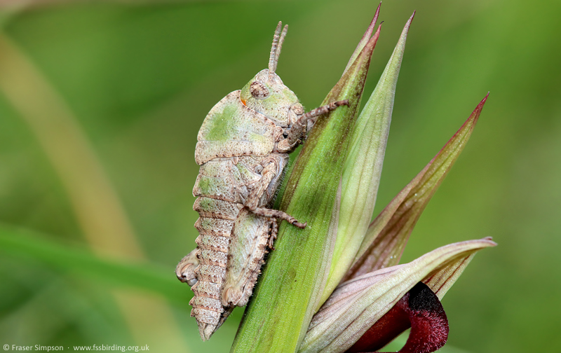 Earthling Stone Grasshopper (Euryparyphes terrulentus) � Fraser Simpson