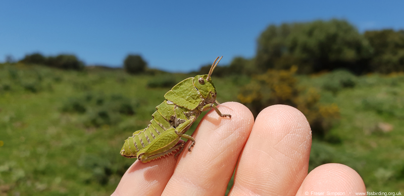 Earthling Stone Grasshopper (Euryparyphes terrulentus), Valle de Ojén © Fraser Simpson