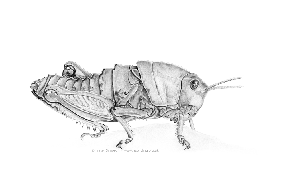 Earthling Stone Grasshopper drawing � Fraser Simpson