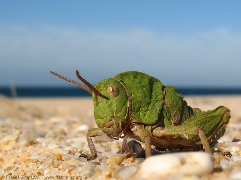 Earthling Stone Grasshopper (Euryparyphes terrulentus) © Fraser Simpson