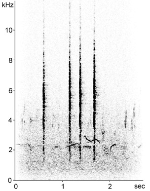Sonogram of Eastern Olivaceous Warbler call