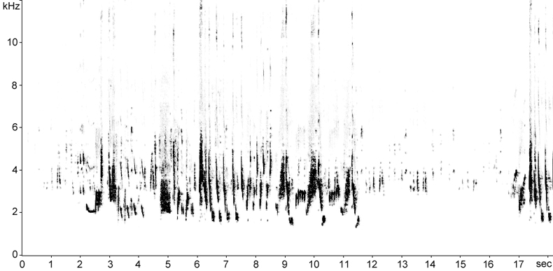 Sonogram of Eastern Orphean Warbler song