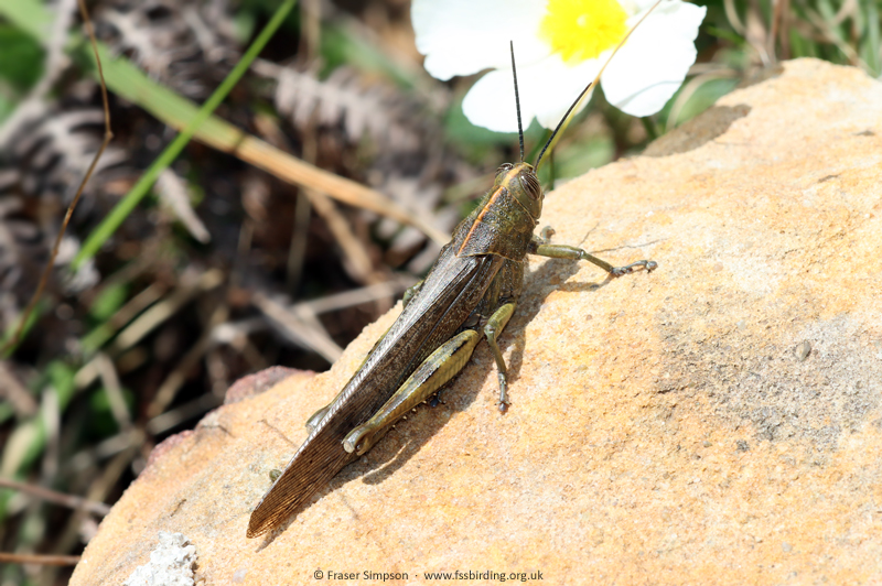 Egyptian Grasshopper (Anacridium aegyptium) � Fraser Simpson