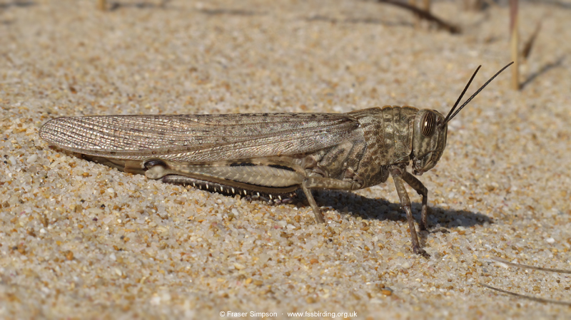 Egyptian Grasshopper (Anacridium aegyptium) © Fraser Simpson