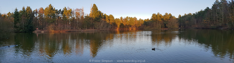 Feral Barnacle Geese at the NE lake in Maple zone, Elveden Forest © Fraser Simpson 