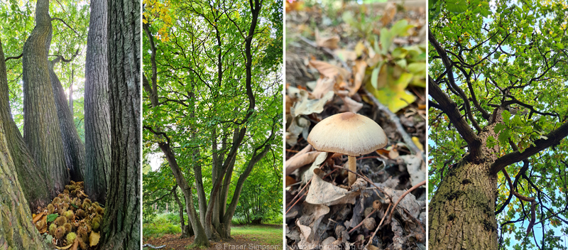 Sweet Chestnut & Pedunculate Oak woodland, Elveden Forest, Suffolk © Fraser Simpson 