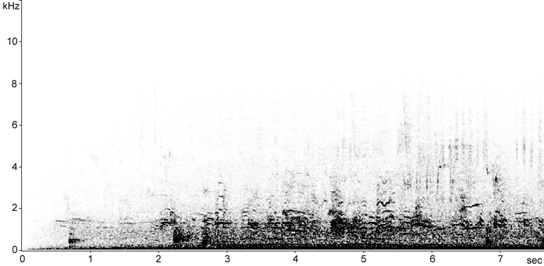 Sonogram of Bittern song