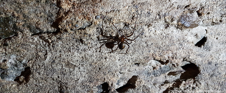 European Cave Spider (Meta menardi), Dundonal Castle, Ayrshire © Fraser Simpson 