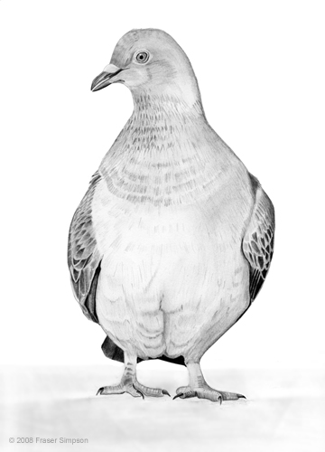 Feral Pigeon drawing © Fraser Simpson