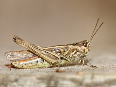 Field Grasshopper (Chorthippus brunneus) - female � Fraser Simpson
