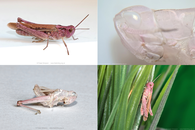pink form of Field Grasshopper (Chorthippus brunneus) � Fraser Simpson