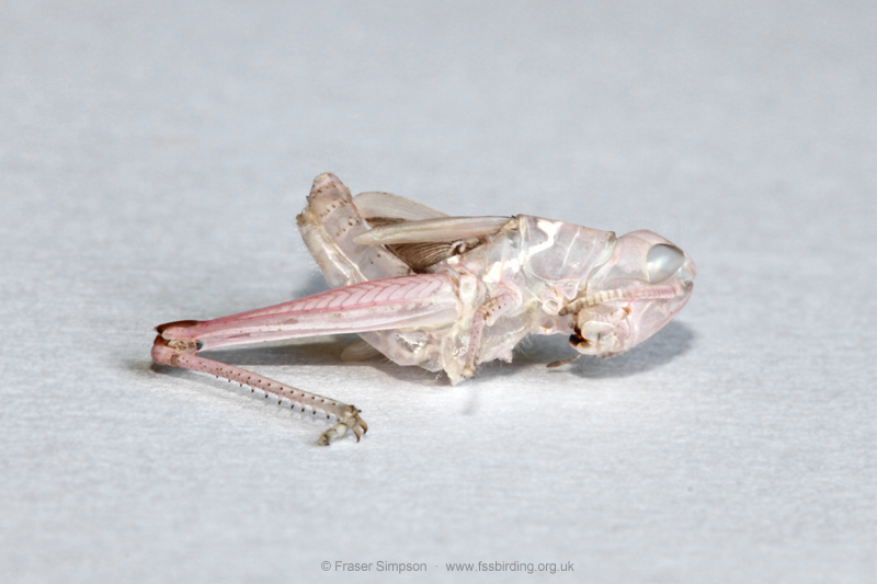 exuviae of pink form of Field Grasshopper (Chorthippus brunneus) © Fraser Simpson