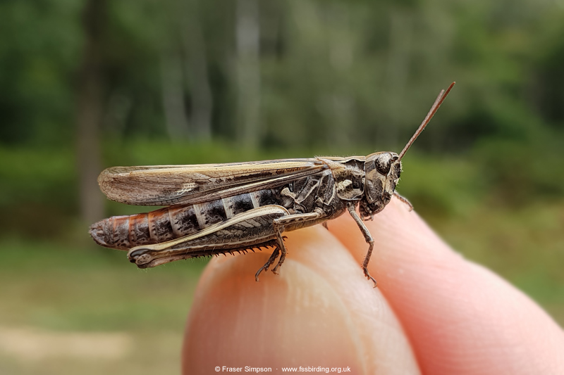 Field Grasshopper (Chorthippus brunneus) © Fraser Simpson
