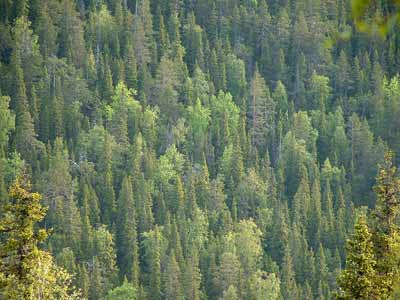 Old spruce forests below Valtavaara ridge