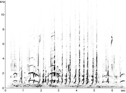 Sonogram of Gambel's Quail vocalisations