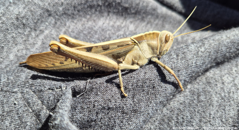 Brown-headed Grasshopper/Garden Locust (Acanthacris ruficornis citrina) � Fraser Simpson