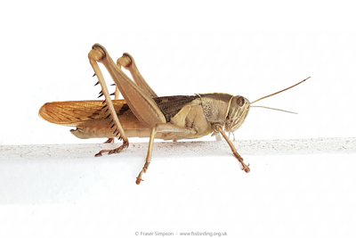 Garden Locust (Acanthacr ruficornis citrina)  Fraser Simpson