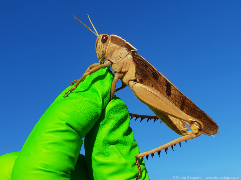 Brown-headed Grasshopper/Garden Locust (Acanthacris ruficornis citrina) © Fraser Simpson