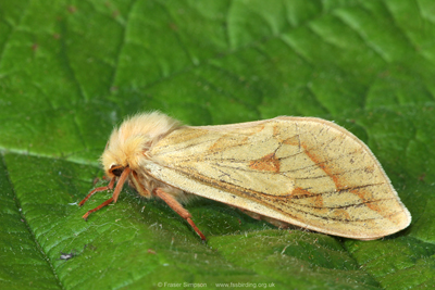 Ghost Moth (Hepialus humuli) (female) � Fraser Simpson