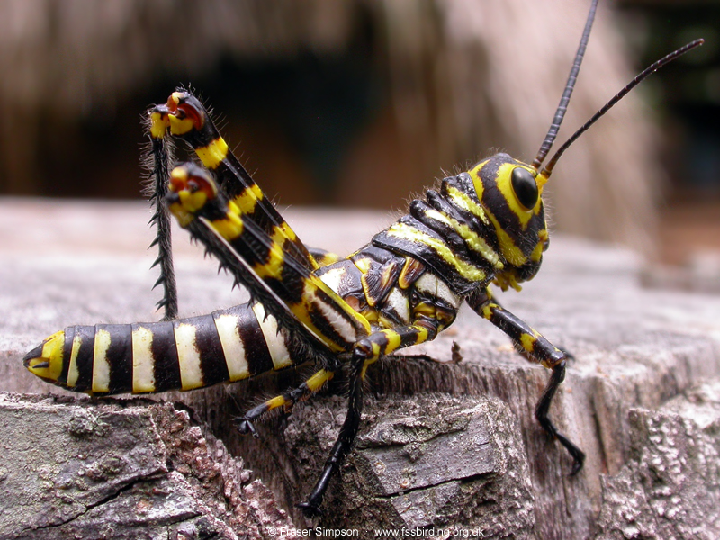 Giant Red-winged Grasshopper (Tropidacris cristatus) nymph, Tarapoto, Peru, Sep 2005 � Fraser Simpson