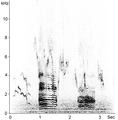 Sonogram of calls from a Glossy Ibis