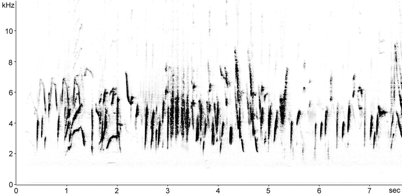 Sonogram of Goldfinch song