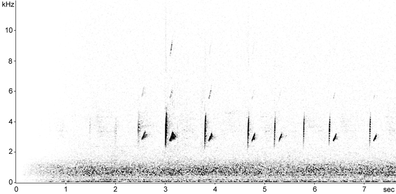 Sonogram of European Goldfinch calls