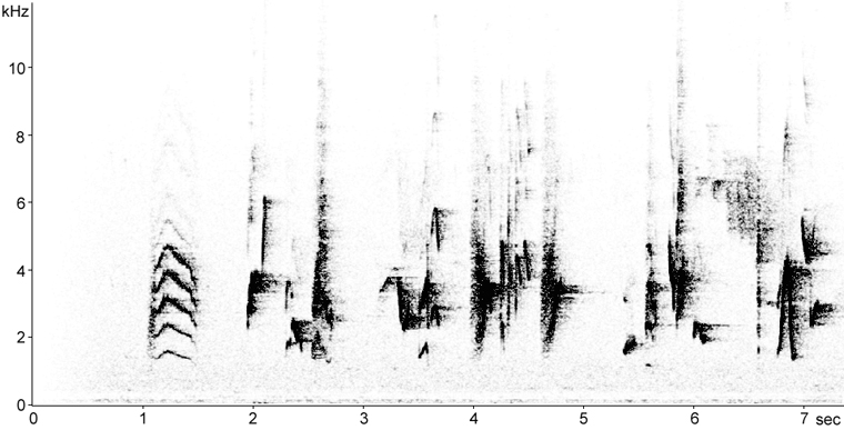 Sonogram of Gray Catbird song