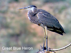 Great Blue Heron © 2006  F. S. Simpson